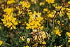 Birdsfoot Trefoil